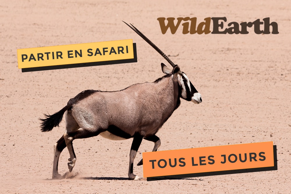 Kouloula et Wildearth, partez en safari tous les jours