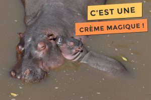 La crème magique des hippopotames