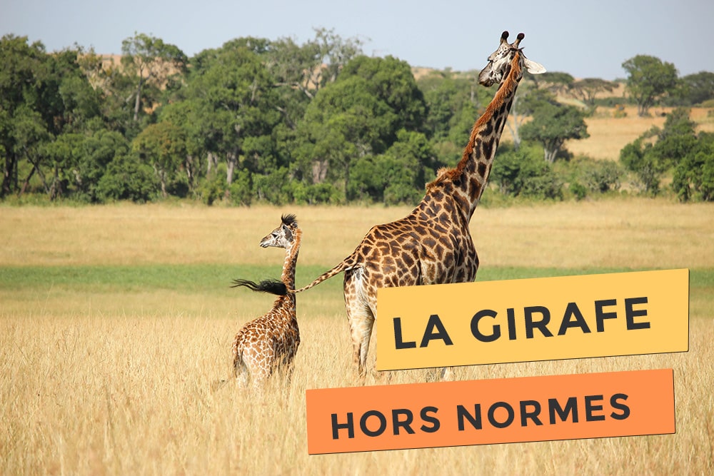 La girafe, l'animal hors normes