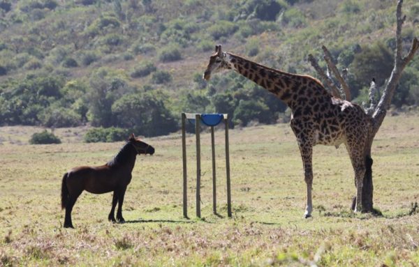 La girafe, l'animal aux milles records ! girafe vs cheval en taille