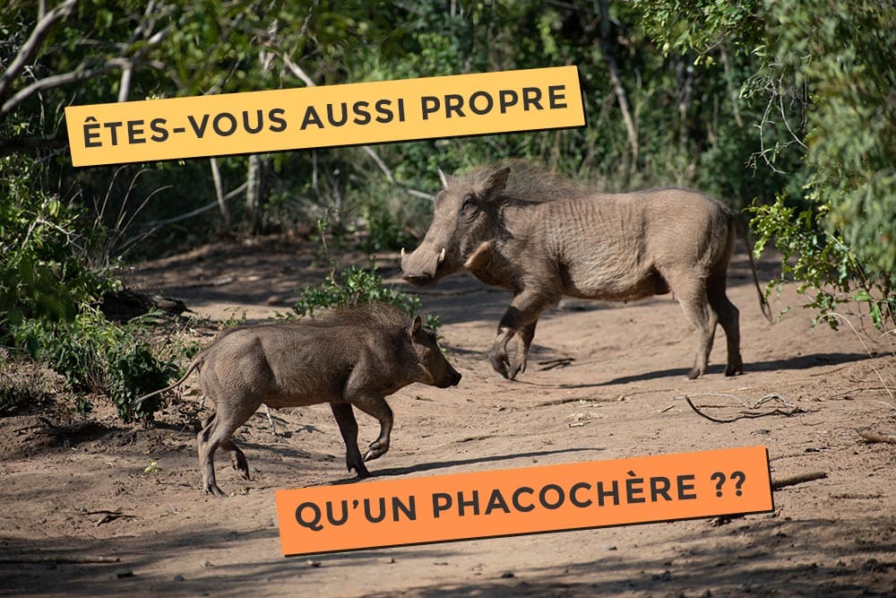 Article, êtes-vous aussi propre qu'un phacochère ?