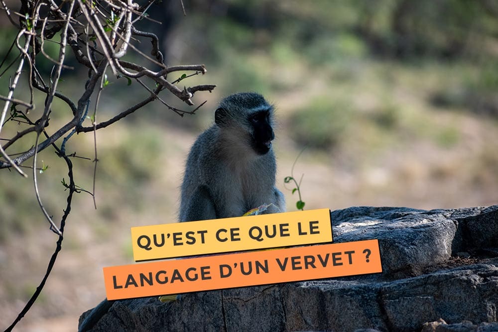 Article sur le langage des vervets