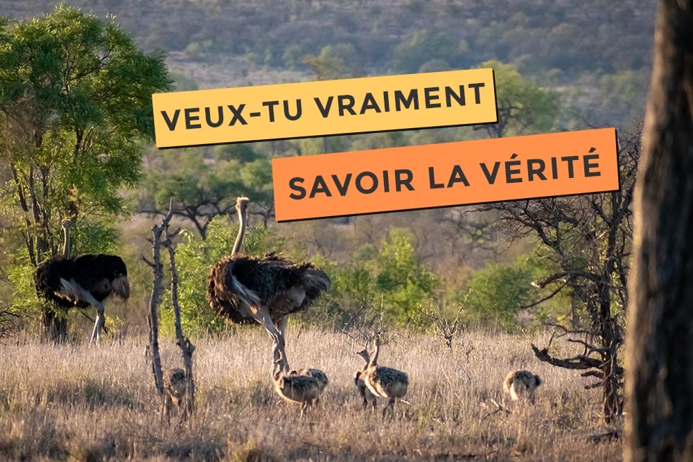 articles sur les autruches mettent-elles la tête dans la terre