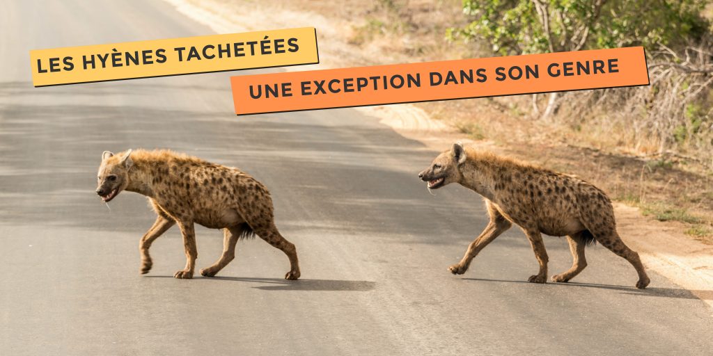 photo de hyènes tachetées une exception dans son genre