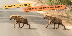 photo de hyènes tachetées une exception dans son genre