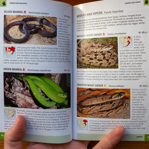 Le Black Mamba, un serpent de film d'horreur 🥶 Photo de Pocket Guide Snakes and Other Reptiles of Southern Africa.
